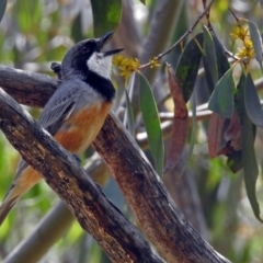 Pachycephala rufiventris (Rufous Whistler) at Paddys River, ACT - 7 Dec 2017 by RodDeb