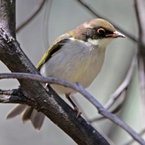 Melithreptus lunatus at Paddys River, ACT - 7 Dec 2017 01:11 PM