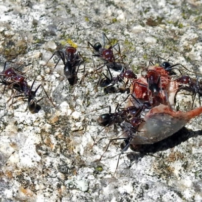 Iridomyrmex purpureus (Meat Ant) at Paddys River, ACT - 7 Dec 2017 by RodDeb