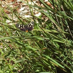 Phalaenoides tristifica at Paddys River, ACT - 7 Dec 2017 11:07 AM