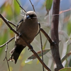 Artamus cyanopterus at Tharwa, ACT - 7 Dec 2017