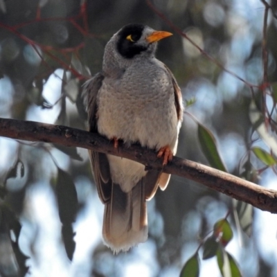 Manorina melanocephala (Noisy Miner) at Tennent, ACT - 6 Dec 2017 by RodDeb