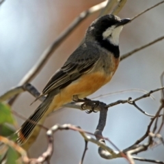 Pachycephala rufiventris (Rufous Whistler) at Paddys River, ACT - 6 Dec 2017 by RodDeb