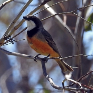 Pachycephala rufiventris at Paddys River, ACT - 7 Dec 2017