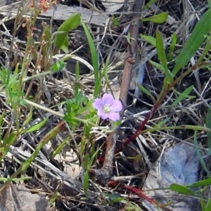 Geranium sp. at Paddys River, ACT - 7 Dec 2017