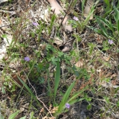 Geranium sp. at Paddys River, ACT - 7 Dec 2017