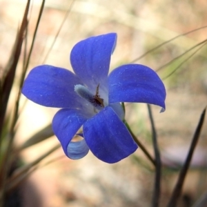 Wahlenbergia sp. at Paddys River, ACT - 7 Dec 2017