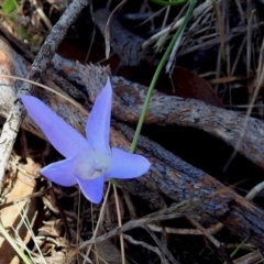 Wahlenbergia sp. (Bluebell) at Paddys River, ACT - 6 Dec 2017 by RodDeb