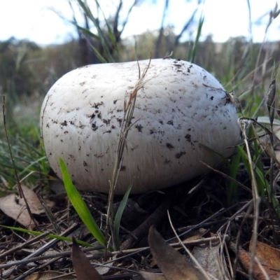 zz agaric (stem; gills white/cream) at Namadgi National Park - 6 Dec 2017 by RodDeb