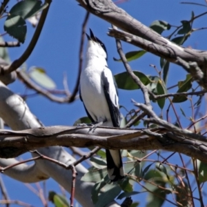 Lalage tricolor at Paddys River, ACT - 7 Dec 2017 09:20 AM