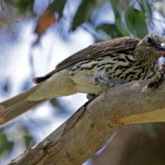 Oriolus sagittatus (Olive-backed Oriole) at Fyshwick, ACT - 9 Dec 2017 by RodDeb