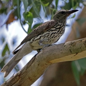 Oriolus sagittatus at Fyshwick, ACT - 9 Dec 2017