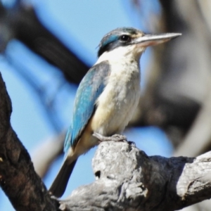 Todiramphus sanctus at Pialligo, ACT - 10 Dec 2017 08:07 AM