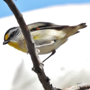 Pardalotus striatus at Pialligo, ACT - 10 Dec 2017