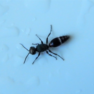 Mutillidae (family) (Unidentified Mutillid wasp or velvet ant) at Cook, ACT - 10 Dec 2017 by CathB