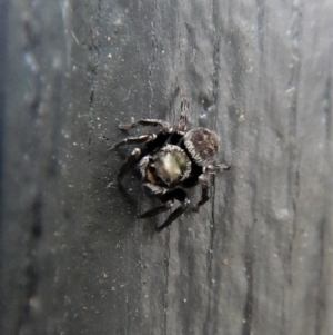 Hasarius adansonii at Cook, ACT - 10 Dec 2017 08:05 AM