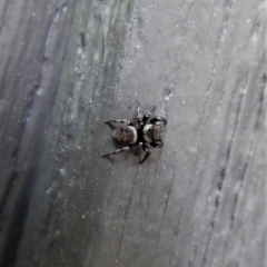 Hasarius adansonii at Cook, ACT - 10 Dec 2017 08:05 AM