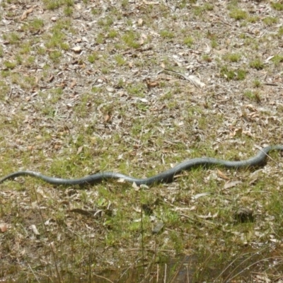 Pseudechis porphyriacus (Red-bellied Black Snake) at Burra, NSW - 10 Dec 2017 by MichaelMulvaney