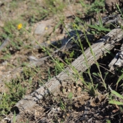 Calotis lappulacea (Yellow Burr Daisy) at Conder, ACT - 28 Nov 2017 by michaelb