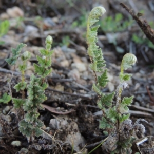 Cheilanthes distans at Conder, ACT - 28 Nov 2017