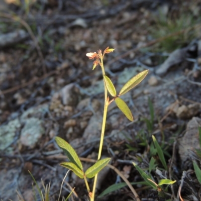 Grona varians (Slender Tick-Trefoil) at Rob Roy Range - 28 Nov 2017 by MichaelBedingfield