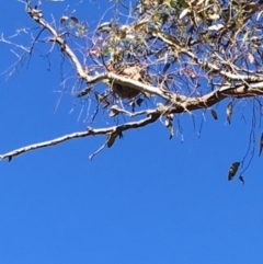 Philemon corniculatus (Noisy Friarbird) at Hughes, ACT - 10 Dec 2017 by KL