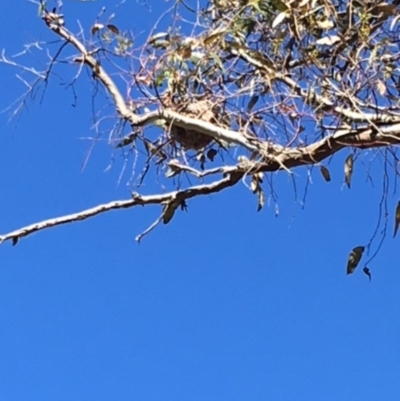 Philemon corniculatus (Noisy Friarbird) at Hughes, ACT - 10 Dec 2017 by KL