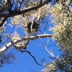 Corvus coronoides (Australian Raven) at Deakin, ACT - 10 Dec 2017 by KL