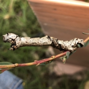 Gastrophora henricaria at Michelago, NSW - 6 Dec 2017