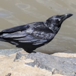 Corvus coronoides at Fyshwick, ACT - 7 Dec 2017 09:44 AM