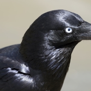 Corvus coronoides at Fyshwick, ACT - 7 Dec 2017