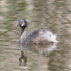 Tachybaptus novaehollandiae (Australasian Grebe) at Fyshwick, ACT - 6 Dec 2017 by Alison Milton