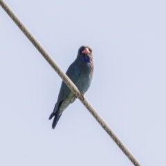 Eurystomus orientalis (Dollarbird) at Kingston, ACT - 7 Dec 2017 by AlisonMilton