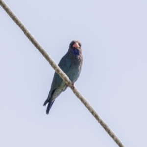 Eurystomus orientalis at Kingston, ACT - 7 Dec 2017