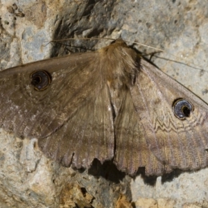 Dasypodia selenophora at Michelago, NSW - 3 Dec 2017