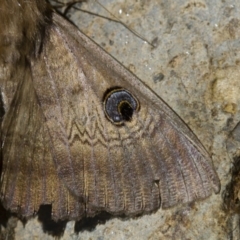 Dasypodia selenophora at Michelago, NSW - 3 Dec 2017