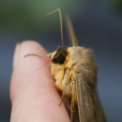 Dasypodia selenophora at Michelago, NSW - 3 Dec 2017 02:37 PM