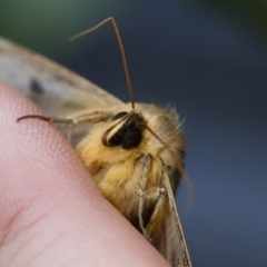 Dasypodia selenophora at Michelago, NSW - 3 Dec 2017 02:37 PM