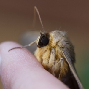 Dasypodia selenophora at Michelago, NSW - 3 Dec 2017