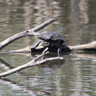 Chelodina longicollis (Eastern Long-necked Turtle) at Jerrabomberra Wetlands - 6 Dec 2017 by AlisonMilton