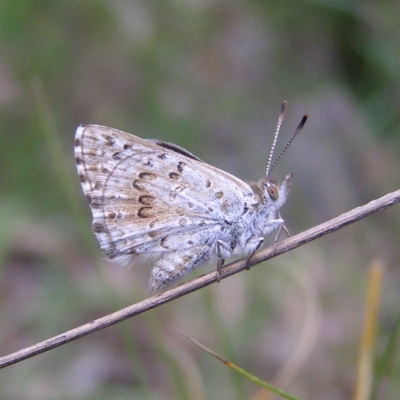 Lucia limbaria (Chequered Copper) at Chifley, ACT - 7 Dec 2017 by MatthewFrawley