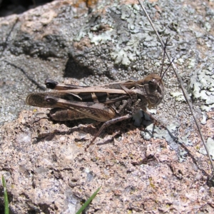 Oedaleus australis at Chifley, ACT - 7 Dec 2017