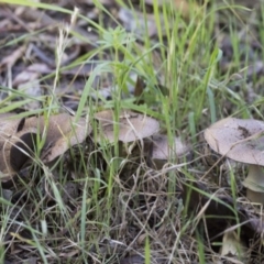 Agaricus sp. (Agaricus) at Kingston, ACT - 6 Dec 2017 by Alison Milton