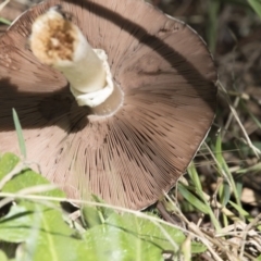 Agaricus sp. at Kingston, ACT - 7 Dec 2017