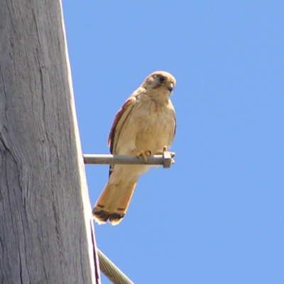 Falco cenchroides (Nankeen Kestrel) at Mount Taylor - 7 Dec 2017 by MatthewFrawley