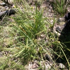 Lomandra longifolia at Booth, ACT - 10 Dec 2017 12:46 PM