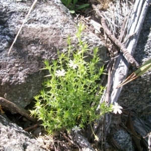 Stellaria pungens at Booth, ACT - 10 Dec 2017 10:59 AM