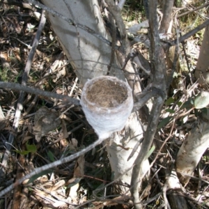 Rhipidura leucophrys at Booth, ACT - 10 Dec 2017 10:49 AM