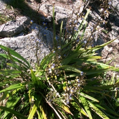 Dianella tasmanica (Tasman Flax Lily) at Booth, ACT - 9 Dec 2017 by jeremyahagan