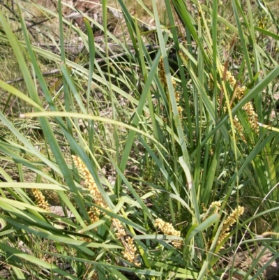 Lomandra longifolia (Spiny-headed Mat-rush, Honey Reed) at Booth, ACT - 10 Dec 2017 by jeremyahagan